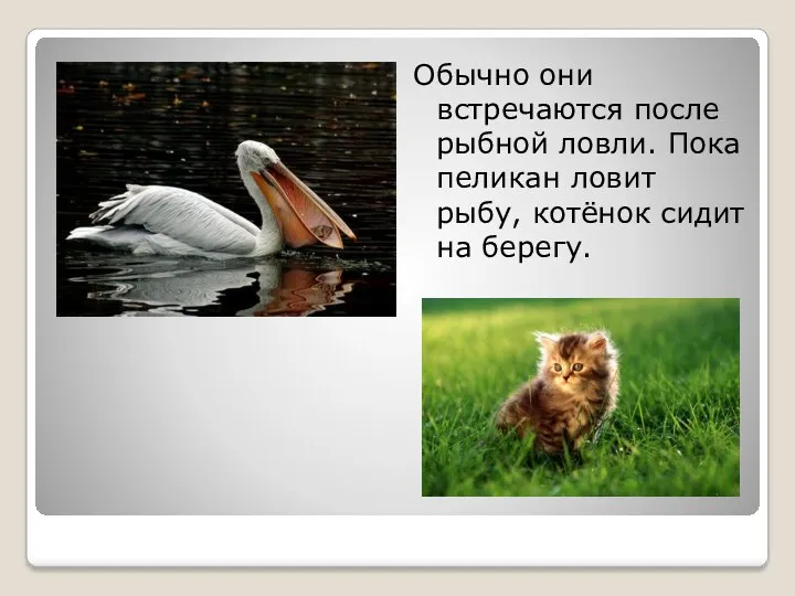 Обычно они встречаются после рыбной ловли. Пока пеликан ловит рыбу, котёнок сидит на берегу.