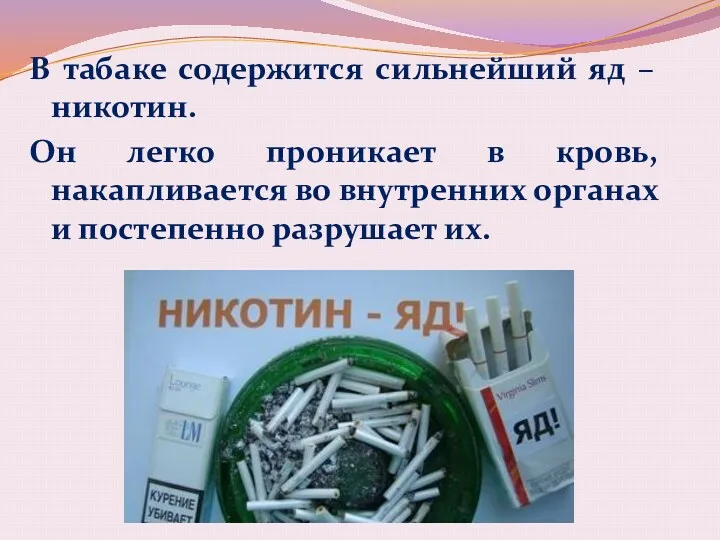 В табаке содержится сильнейший яд – никотин. Он легко проникает