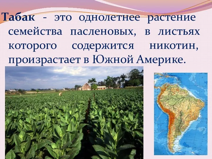 Табак - это однолетнее растение семейства пасленовых, в листьях которого содержится никотин, произрастает в Южной Америке.