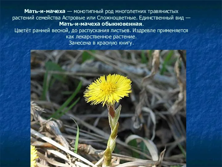 Мать-и-мачеха — монотипный род многолетних травянистых растений семейства Астровые или