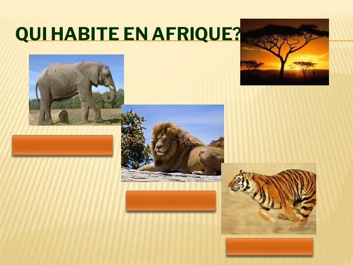 Qui habite En Afrique? Un éléphant Un lion Un tigre