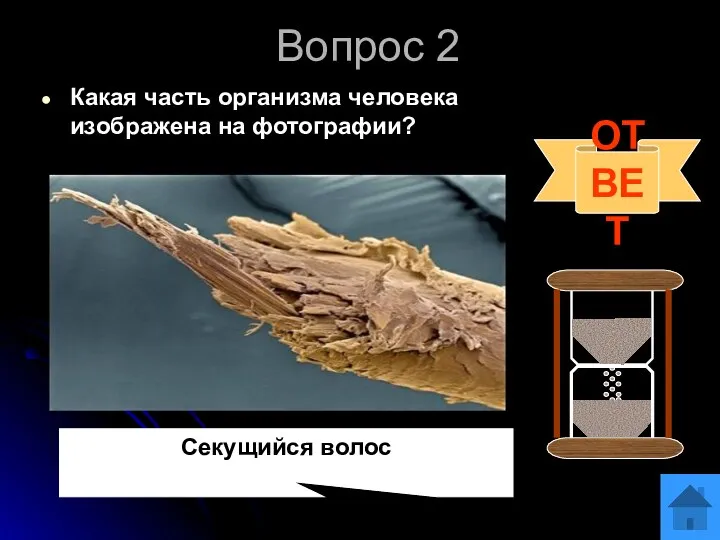 Вопрос 2 Какая часть организма человека изображена на фотографии? ОТВЕТ Секущийся волос