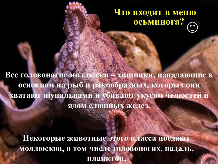 Все головоногие моллюски – хищники, нападающие в основном на рыб и ракообразных, которых