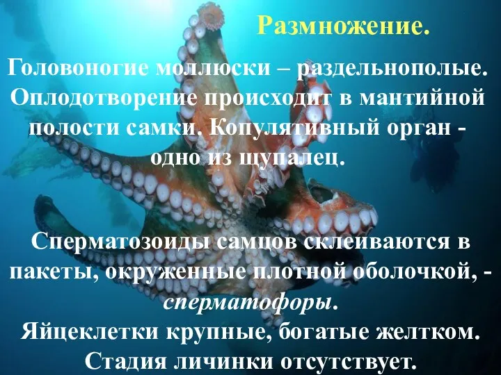 Сперматозоиды самцов склеиваются в пакеты, окруженные плотной оболочкой, - сперматофоры.