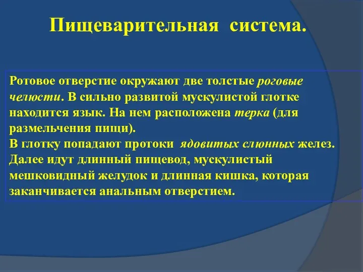 Пищеварительная система. Ротовое отверстие окружают две толстые роговые челюсти. В сильно развитой мускулистой