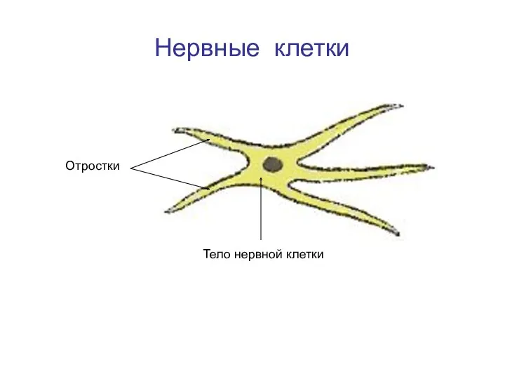 Нервные клетки Отростки Тело нервной клетки