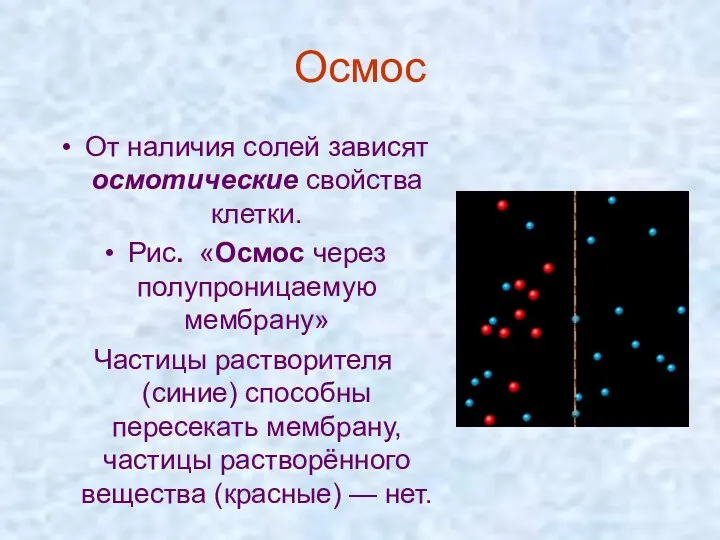 Осмос От наличия солей зависят осмотические свойства клетки. Рис. «Осмос