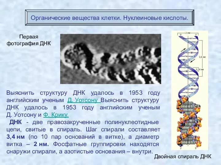 Первая фотография ДНК Двойная спираль ДНК Органические вещества клетки. Нуклеиновые