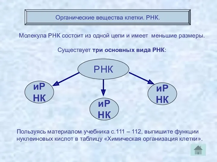 Органические вещества клетки. РНК. Молекула РНК состоит из одной цепи