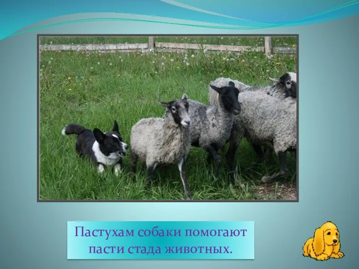 Пастухам собаки помогают пасти стада животных.