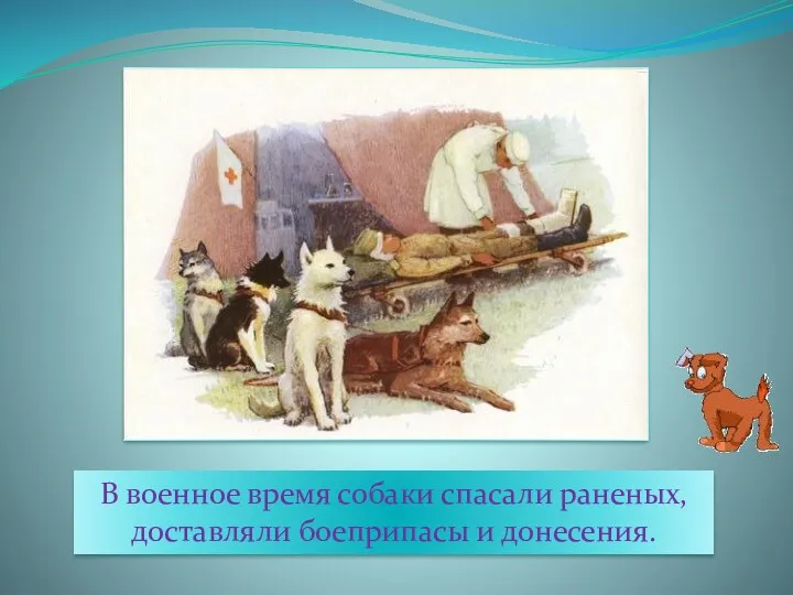 В военное время собаки спасали раненых, доставляли боеприпасы и донесения.