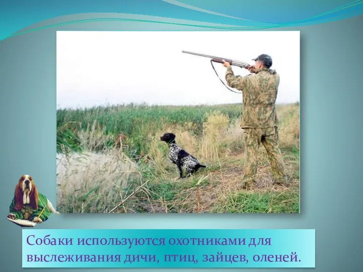 Собаки используются охотниками для выслеживания дичи, птиц, зайцев, оленей.