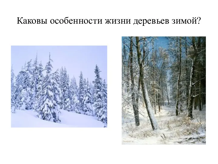 Каковы особенности жизни деревьев зимой?