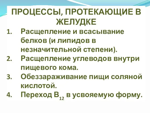 ПРОЦЕССЫ, ПРОТЕКАЮЩИЕ В ЖЕЛУДКЕ Расщепление и всасывание белков (и липидов