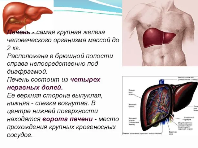 Печень - самая крупная железа человеческого организма массой до 2