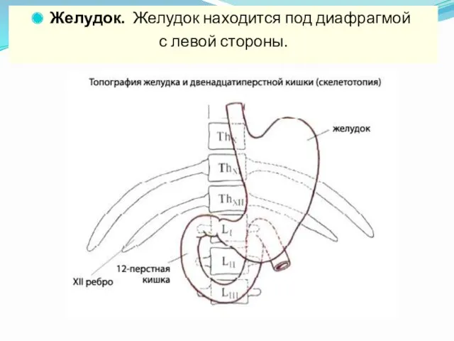 Желудок. Желудок находится под диафрагмой с левой стороны.