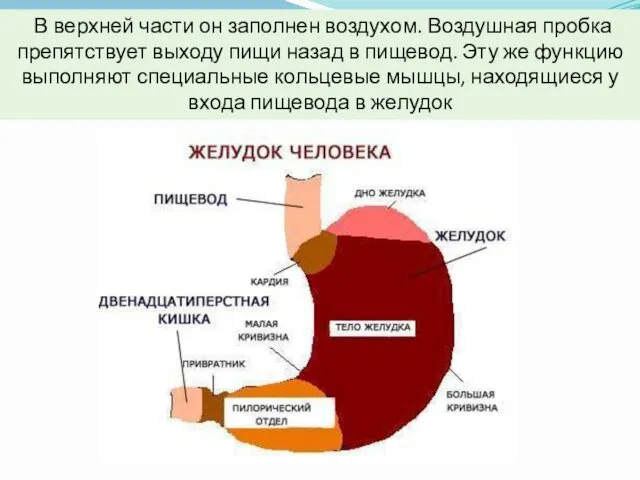 В верхней части он заполнен воздухом. Воздушная пробка препятствует выходу