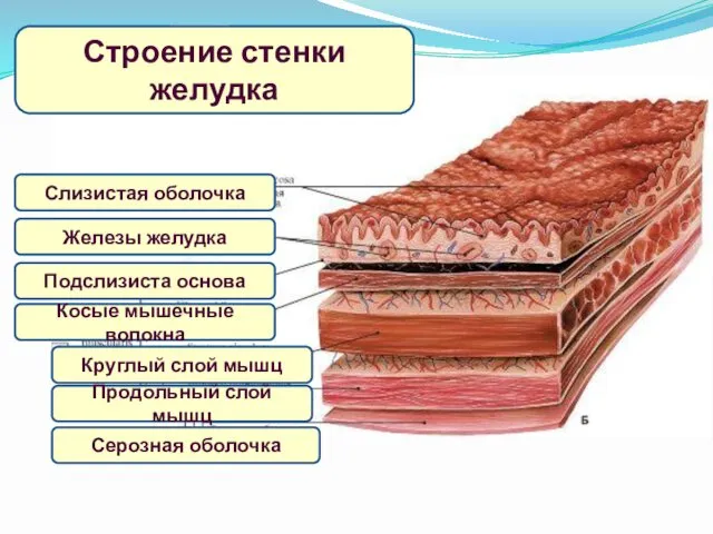 Строение стенки желудка Слизистая оболочка Железы желудка Подслизиста основа Косые