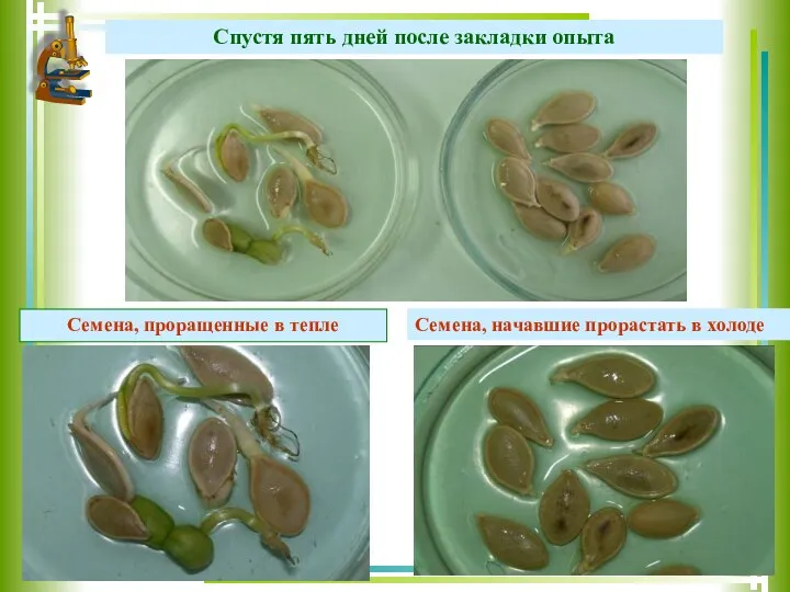 Семена, проращенные в тепле Семена, начавшие прорастать в холоде Спустя пять дней после закладки опыта