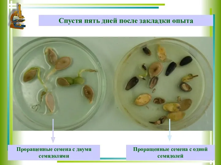 Спустя пять дней после закладки опыта Проращенные семена с двумя семядолями Проращенные семена с одной семядолей