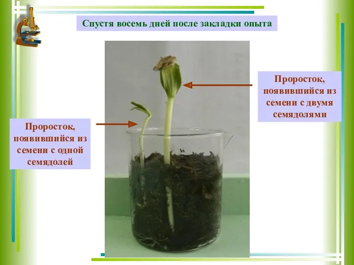 Спустя восемь дней после закладки опыта Проросток, появившийся из семени