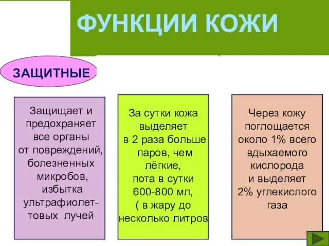 ФУНКЦИИ КОЖИ ЗАЩИТНЫЕ