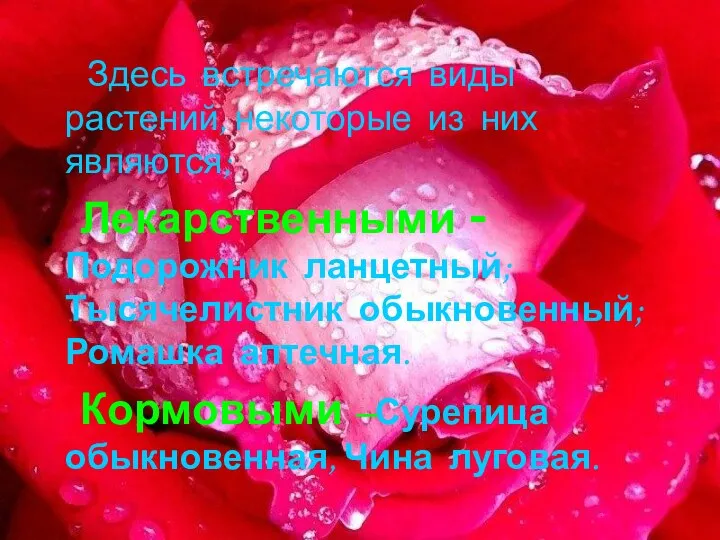 Здесь встречаются виды растений, некоторые из них являются; Лекарственными -Подорожник