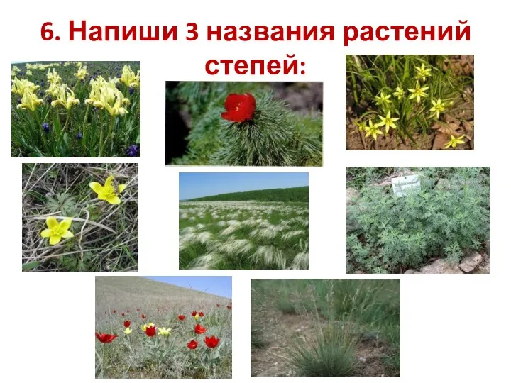 6. Напиши 3 названия растений степей: