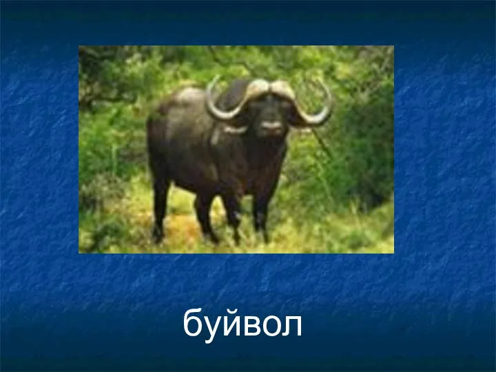 буйвол