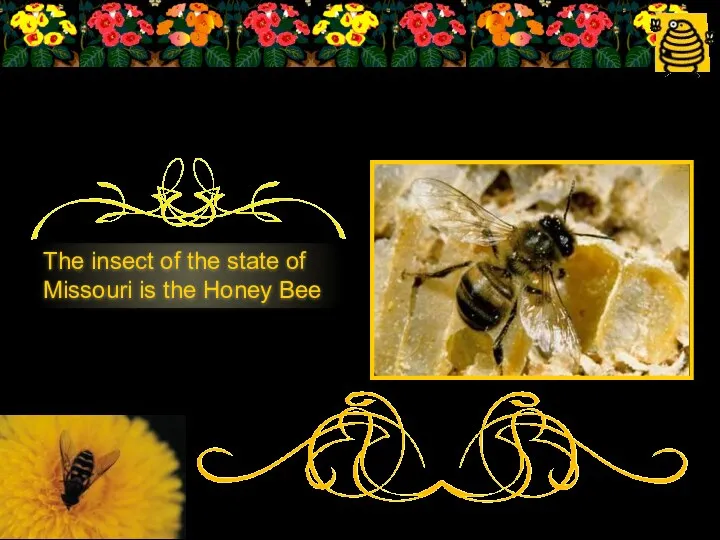 The insect of the state of Missouri is the Honey Bee