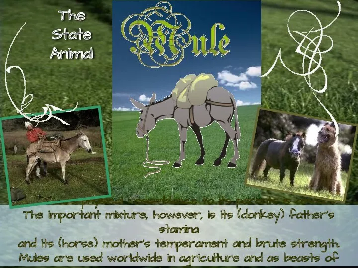 The mule’s physical resemblance to its parents is obvious. The important mixture, however,