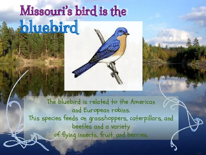 The bluebird is related to the American and European robins. This species feeds