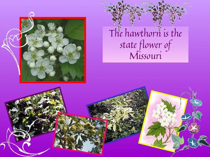 The hawthorn is the state flower of Missouri