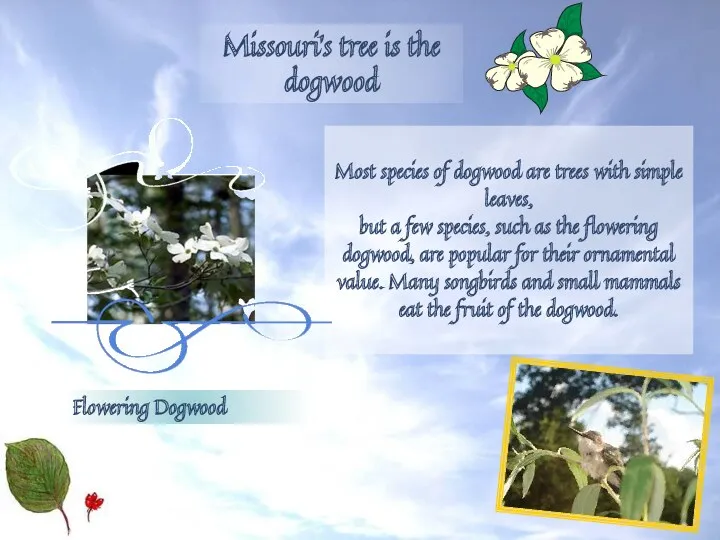 Most species of dogwood are trees with simple leaves, but a few species,