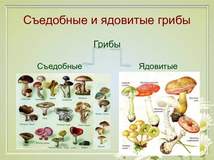 Съедобные и ядовитые грибы Грибы Съедобные Ядовитые