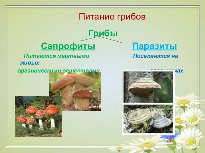Питание грибов Грибы Сапрофиты Паразиты Питаются мёртвыми Поселяются на живых органическими веществами организмах