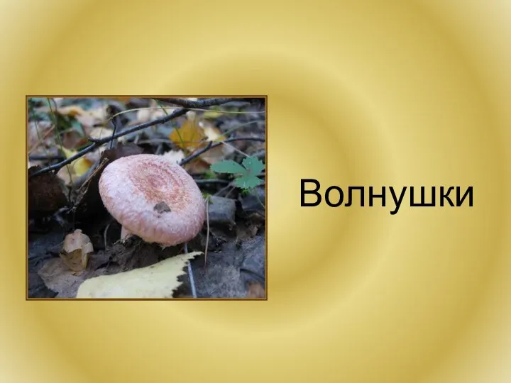 Волнушки