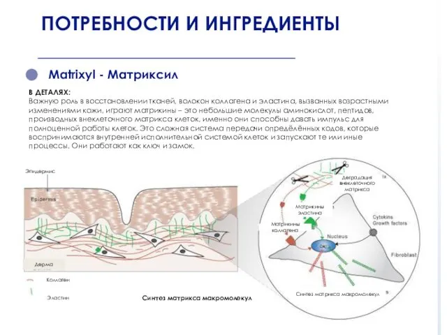 Matrixyl - Матриксил В ДЕТАЛЯХ: Важную роль в восстановлении тканей,
