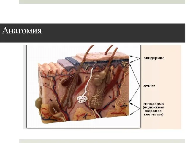 Анатомия