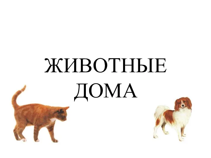 ЖИВОТНЫЕ ДОМА