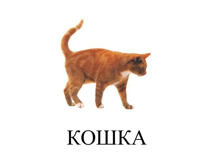 КОШКА