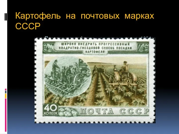Картофель на почтовых марках СССР Посадка картофеля - почтовая марка 1954г.