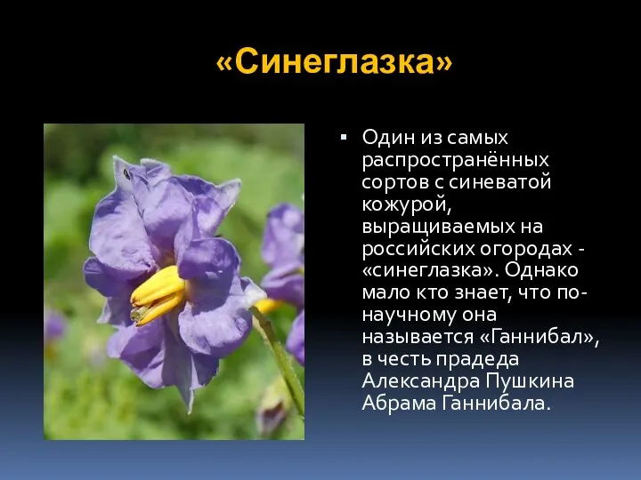 «Синеглазка» Один из самых распространённых сортов с синеватой кожурой, выращиваемых