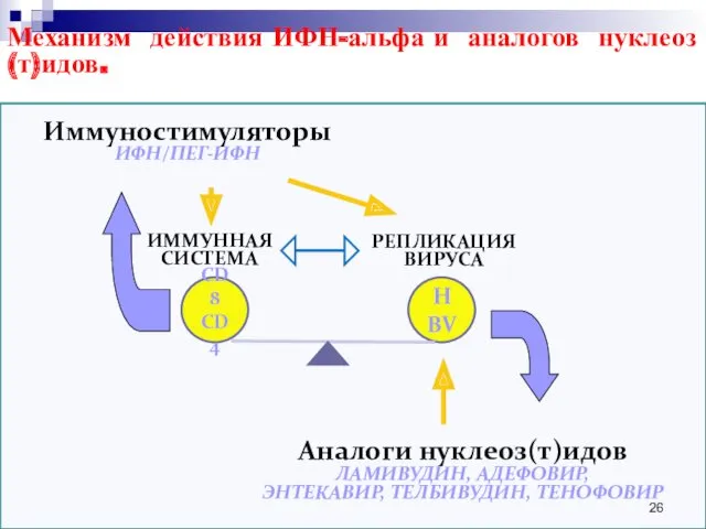 CD8 CD4 HBV ИММУННАЯ СИСТЕМА РЕПЛИКАЦИЯ ВИРУСА Аналоги нуклеоз(т)идов ЛАМИВУДИН,