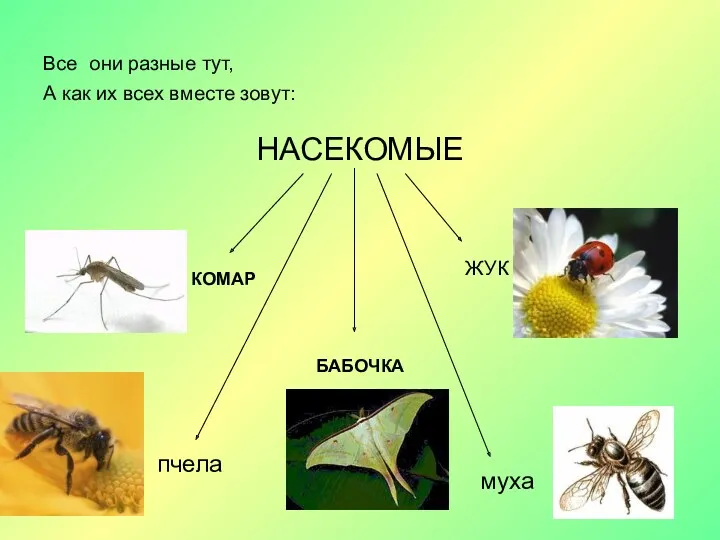 Все они разные тут, А как их всех вместе зовут: НАСЕКОМЫЕ ЖУК БАБОЧКА КОМАР пчела муха