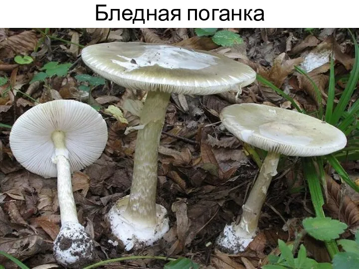 Бледная поганка