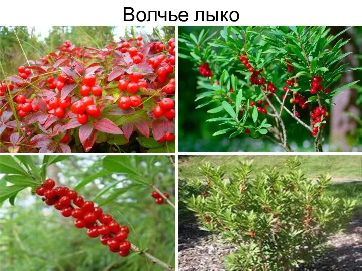 Волчье лыко