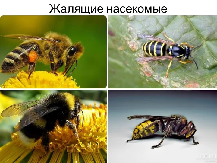 Жалящие насекомые 00