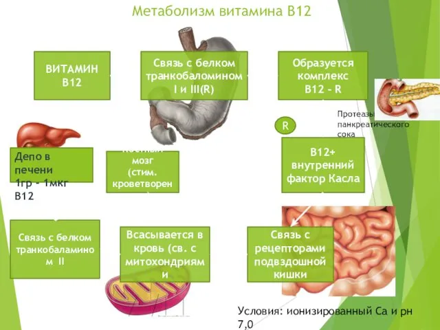 Метаболизм витамина В12 ВИТАМИН В12 В12+ внутренний фактор Касла Образуется