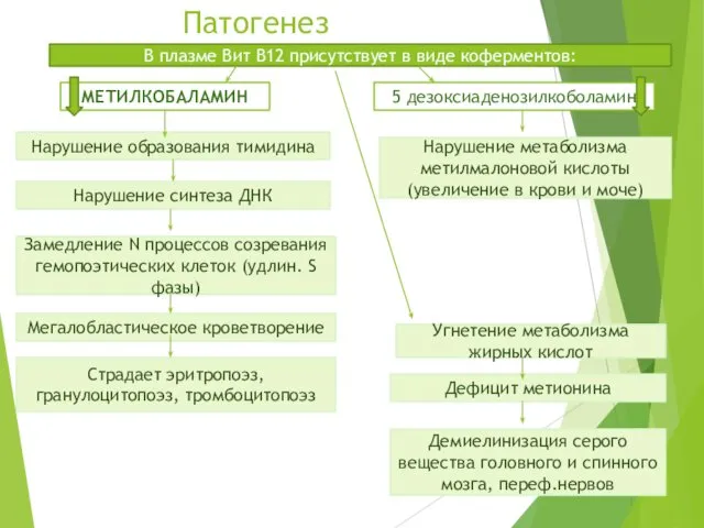 Патогенез Дефицит метионина Угнетение метаболизма жирных кислот Демиелинизация серого вещества